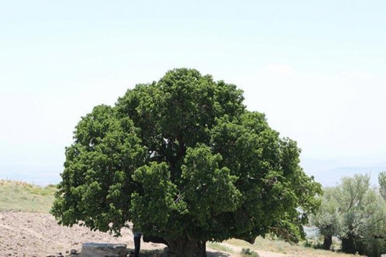 Yaklaşık bin yıllık: Koruma altına alındı