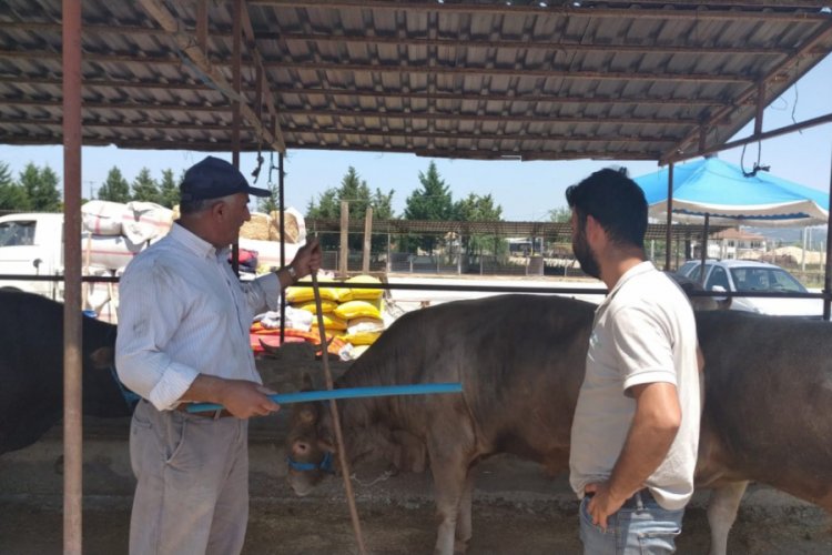 Bursa İneg&ouml;l'de hayvan pazarında değnekli satış