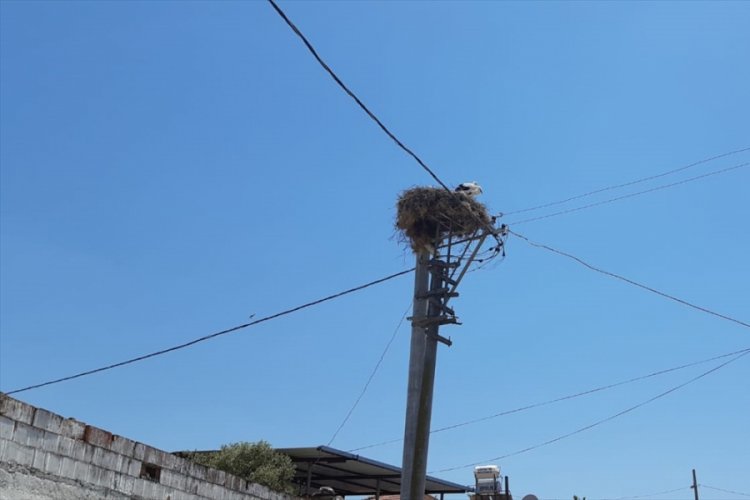 Leylek yavruları korumaya alındı