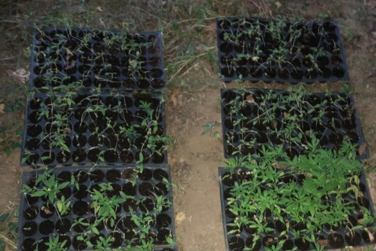 Beydağ'da 550 k&ouml;k kenevir ele ge&ccedil;irildi