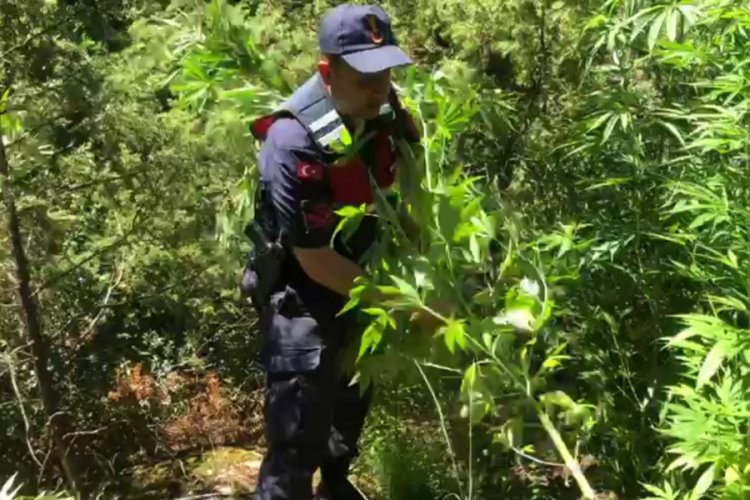 Manisa'da ormanlık alana 'drone'lu kenevir operasyonu