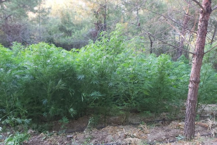 Ormanlık alanda 2 bin 221 k&ouml;k Hint keneviri ele ge&ccedil;irildi