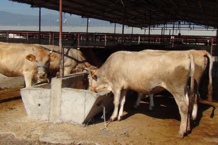 Bursa'da kurbanlıklar pazara indi