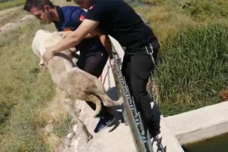 Kanalda mahsur kalan köpeği itfaiye kurtardı