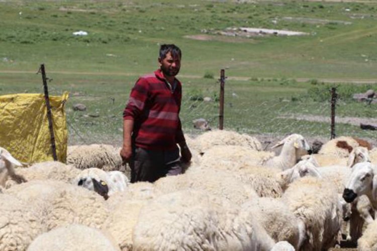 4 bin lira maaşla &ccedil;alıştıracak &ccedil;oban bulamıyorlar