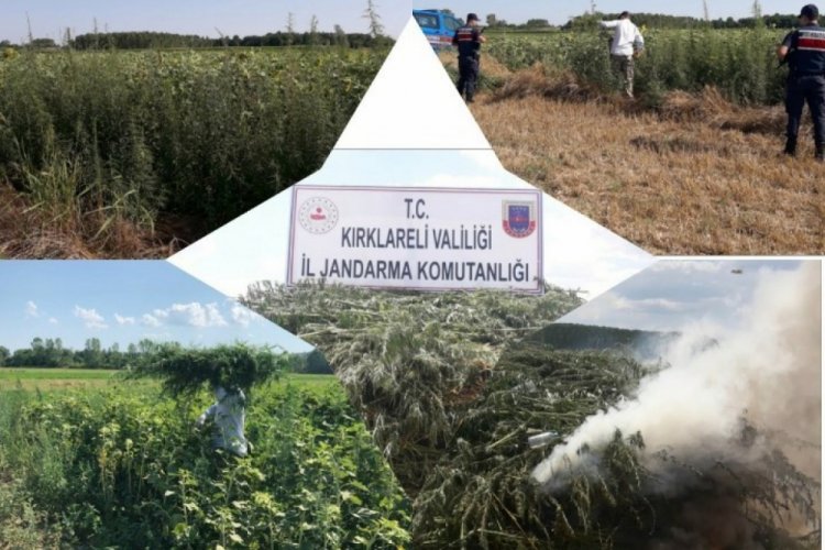 Ay&ccedil;i&ccedil;eği tarlasında 261 bin k&ouml;k kenevir bulundu
