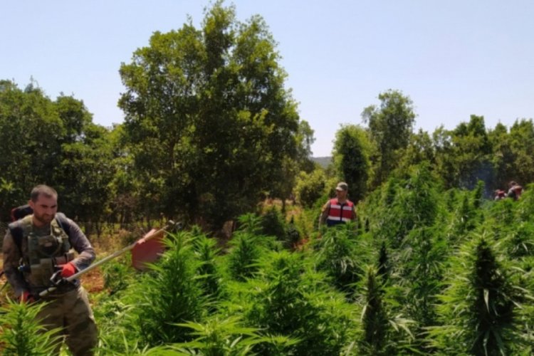 Diyarbakır'da 3 ton esrar ve 28 milyon k&ouml;k Hint keneviri ele ge&ccedil;irildi