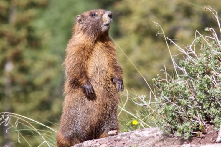 Moğolistan'da marmot eti yiyen 2 kişide bubonik veba tespit edildi