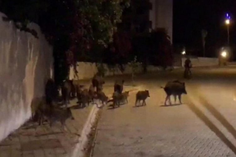 Marmaris'te şehre inen yaban domuzları korku sa&ccedil;ıyor