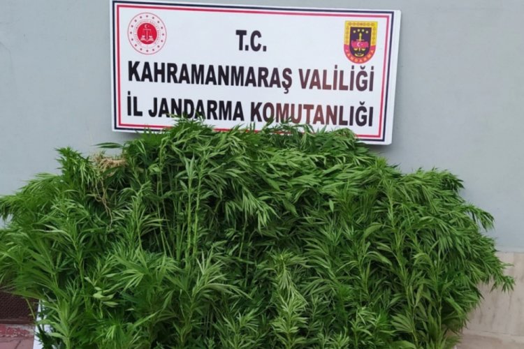 Bah&ccedil;elerinde uyuşturucu yetiştirdiler