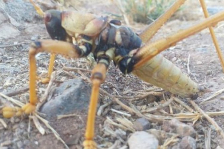 Adıyaman'da dev &ccedil;ekirge g&ouml;r&uuml;ld&uuml;