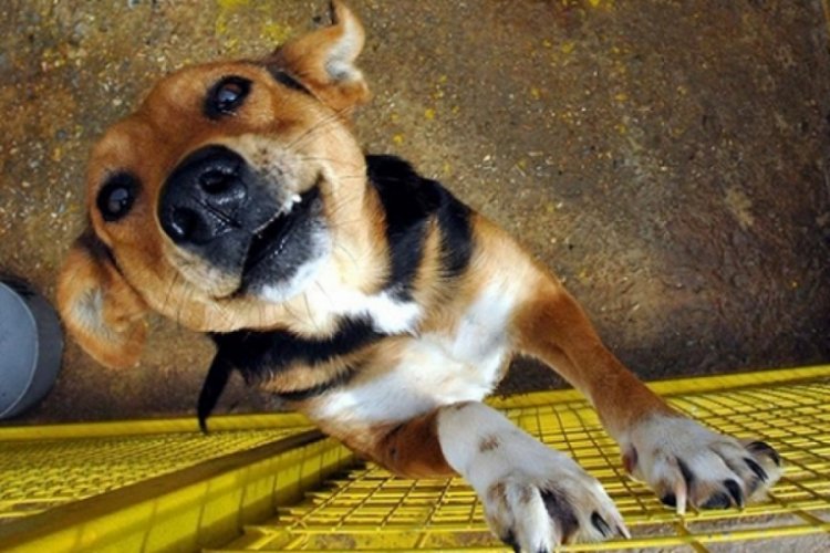 Hindistan'da bir eyalette k&ouml;pek eti satışı yasaklandı