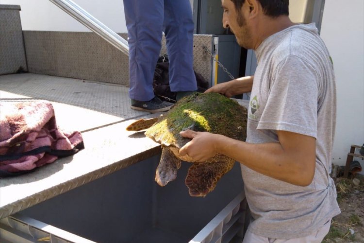 Kıyıya vuran caretta caretta kurtarıldı