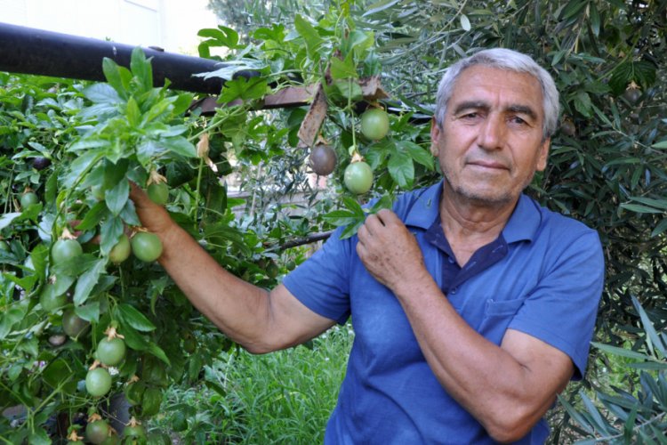 Passiflora meyvelerini 100 liradan satışa &ccedil;ıkardı