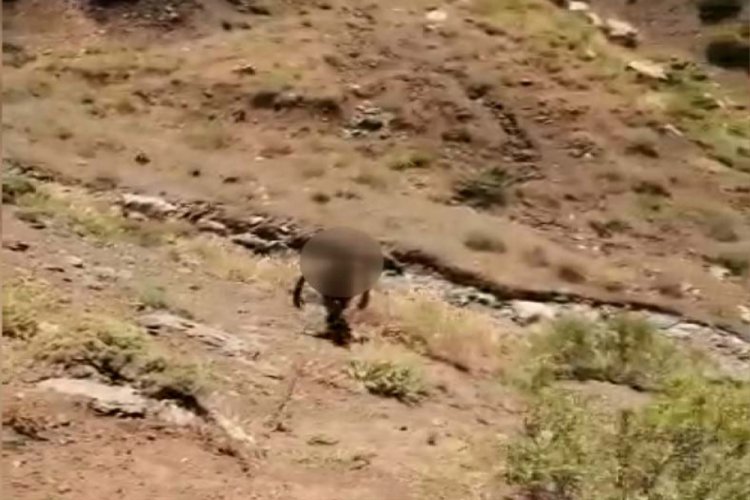 PKK'lı ter&ouml;rist teslim oldu