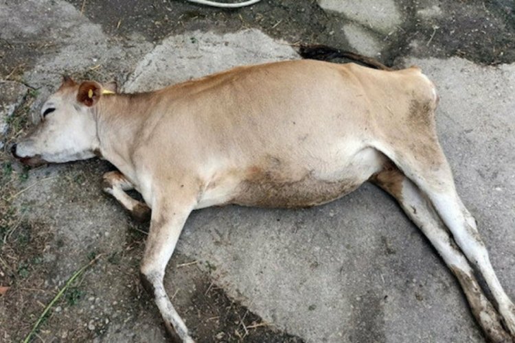 Sakarya'da b&uuml;y&uuml;kbaş hayvan &ouml;l&uuml;mleri tedirginlik yarattı