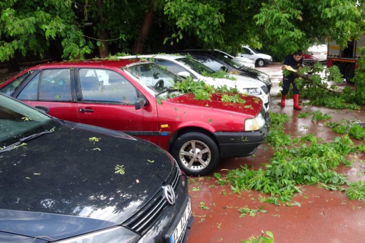 Ağa&ccedil;, park halindeki otomobillerin &uuml;zerine devrildi
