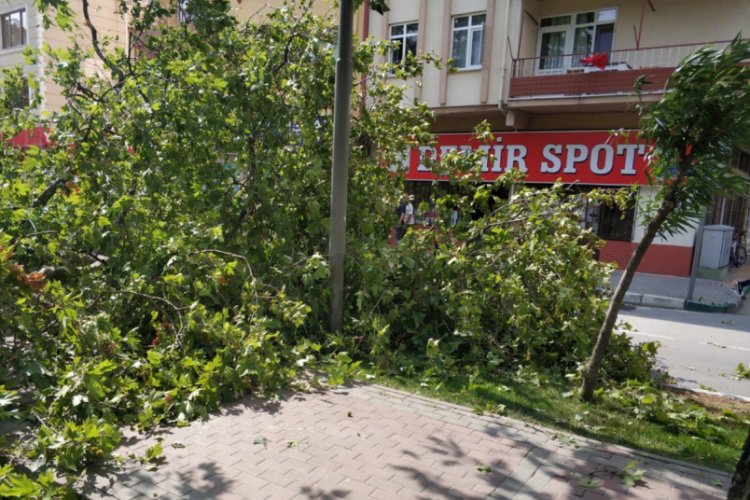 Bursa Gemlik'te tarihi &ccedil;ınar devrildi