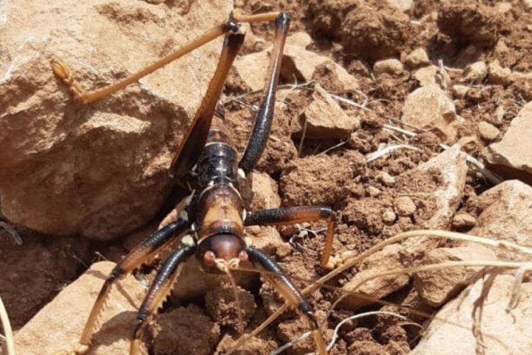 Adıyaman'da insana saldıran &ccedil;ekirge paniğe neden oldu