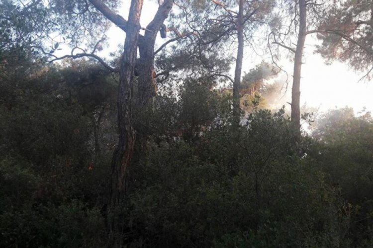 B&uuml;y&uuml;kada'daki orman yangını kontrol altına alındı