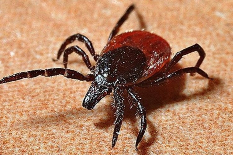 İran'da 11 kişiye Kırım Kongo Kanamalı Ateşi tanısı konuldu