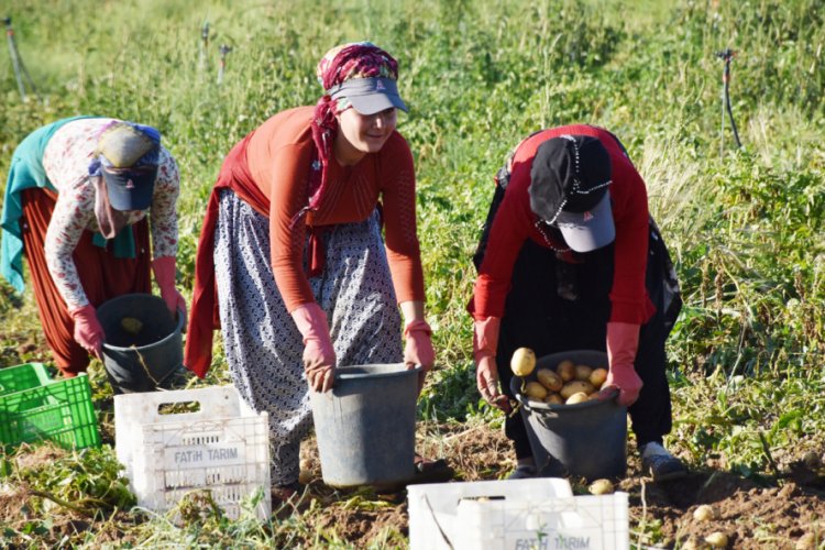 Niğde'de patates hasadı başladı