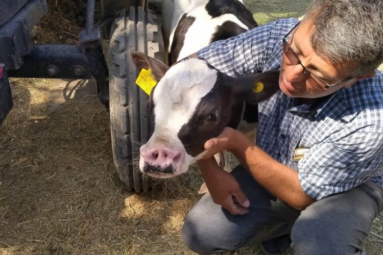 Konya'da 4 burun deliği olan buzağı doğdu