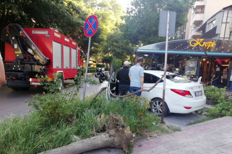 Devrilen ağa&ccedil; otomobilin arka camını patlattı
