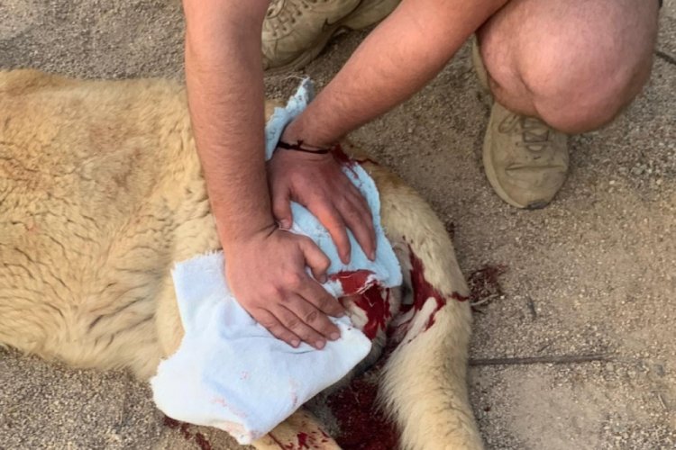 Sokaktaki k&ouml;peği bı&ccedil;aklayan şahıs g&ouml;zaltına alındı