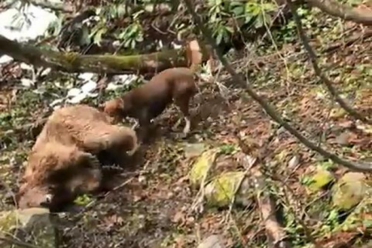 Vurduğu yavru ayının &uuml;zerine k&ouml;pekleri saldı