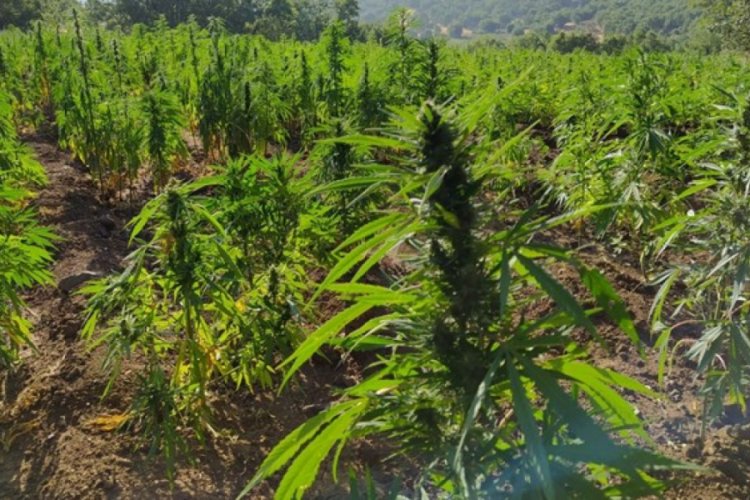 Diyarbakır'da 1 ton 183 kilogram esrar ele ge&ccedil;irildi