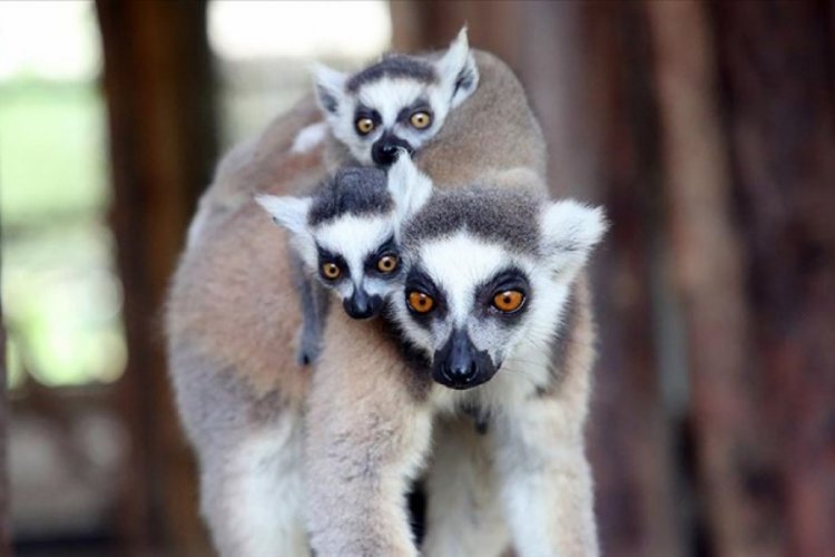 Madagaskar'daki 33 lemur t&uuml;r&uuml; yok olma riskiyle karşı karşıya