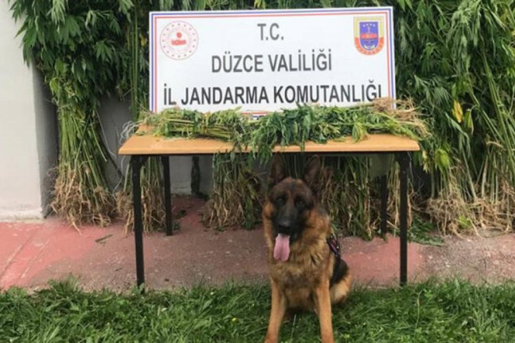 Kiraladıkları bah&ccedil;eleri kenevir tarlasına &ccedil;evirdiler