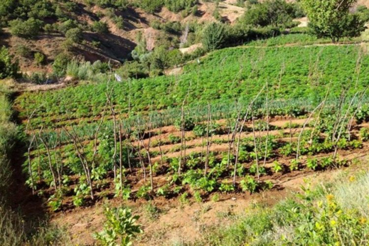 10 milyon k&ouml;k kenevir ele ge&ccedil;irildi