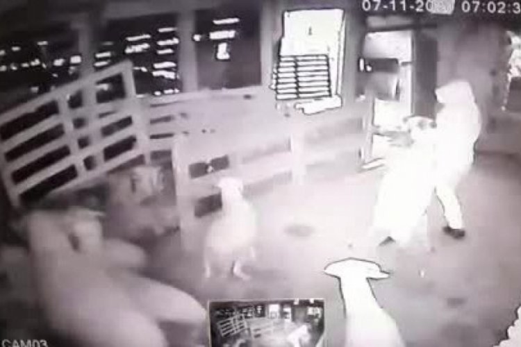 İstanbul'da, kurbanlık ko&ccedil;ları s&uuml;r&uuml;kleye s&uuml;r&uuml;kleye &ccedil;aldılar