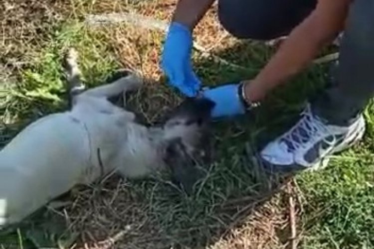 Bursa'da polis memuru, susuzluktan fenalaşan k&ouml;peğe elleriyle su i&ccedil;irdi