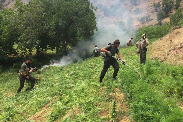 Bing&ouml;l'de, 15 g&uuml;nde 7 milyon k&ouml;k Hint keneviri ele ge&ccedil;irildi