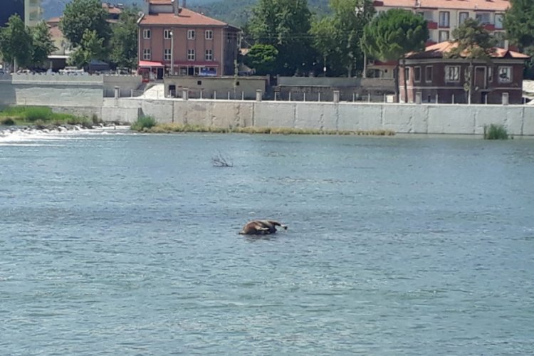 Kızılırmak'taki hayvan leşi tepki &ccedil;ekti