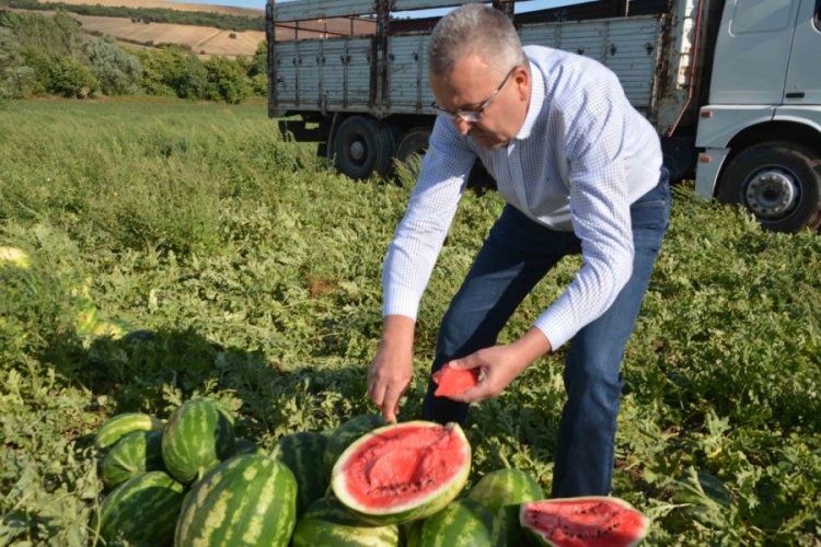 Bursa Karacabey'de karpuz hasadı başladı