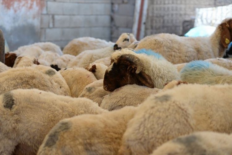 Veterinerlerden kurban hizmetleri i&ccedil;in ek tedbir istemi