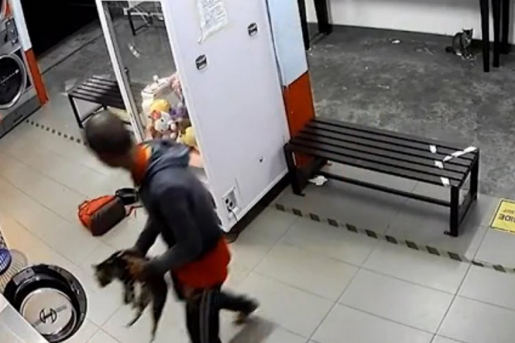 3 kediyi &ccedil;amaşır makinesine atarak &ouml;ld&uuml;ren kişi kamerada