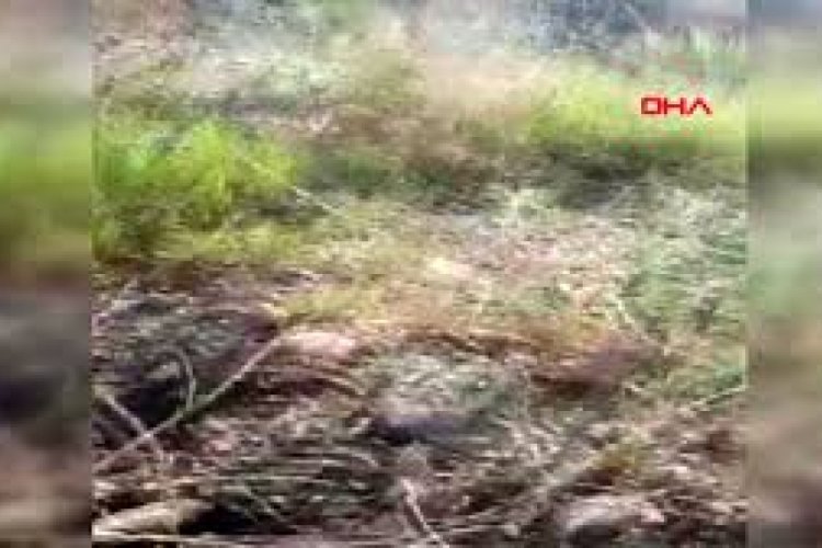 Zehirli yılan ayakkabılıkta yakalandı