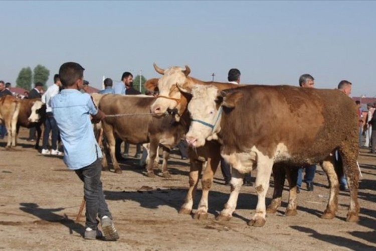 Vekaletle kurban bağışında artış