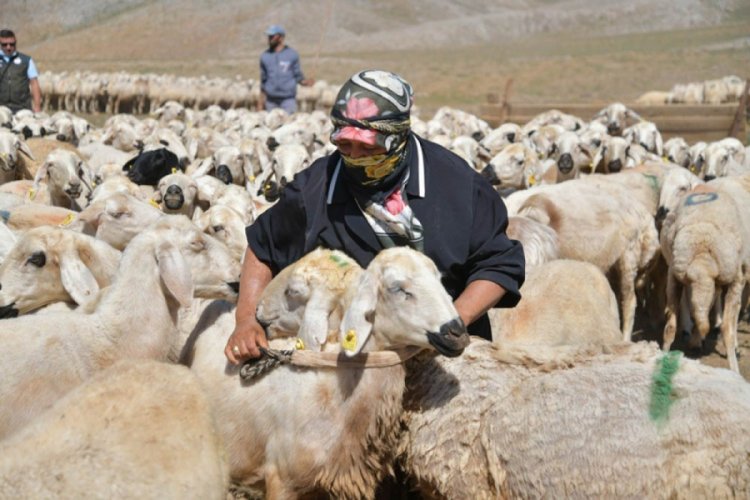 G&ouml;&ccedil;erler bin yıllık y&ouml;ntemle ekonomiye katkı sağlıyor