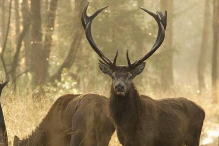Eskişehir'de tepki çeken '18 kızıl geyik avlanması' ihalesi için mahkemeden yürütmeyi durdurma kararı