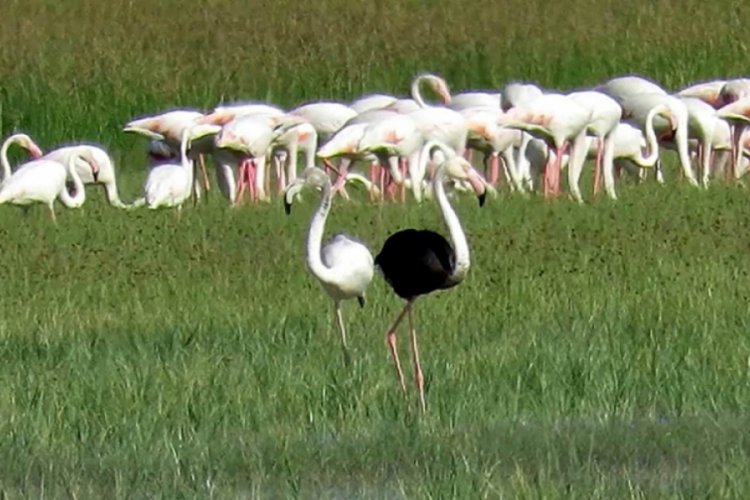 Kayseri'de siyah flamingo görüldü