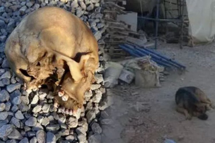 Bodrum'da k&ouml;peğin bulduğu insan kafatasıyla ilgili yeni gelişme