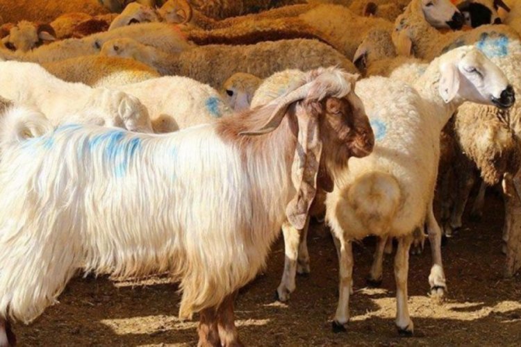 Hayvan toplama ve satış yerlerine &ccedil;alışma izni verimesi i&ccedil;in şartlar belirlendi