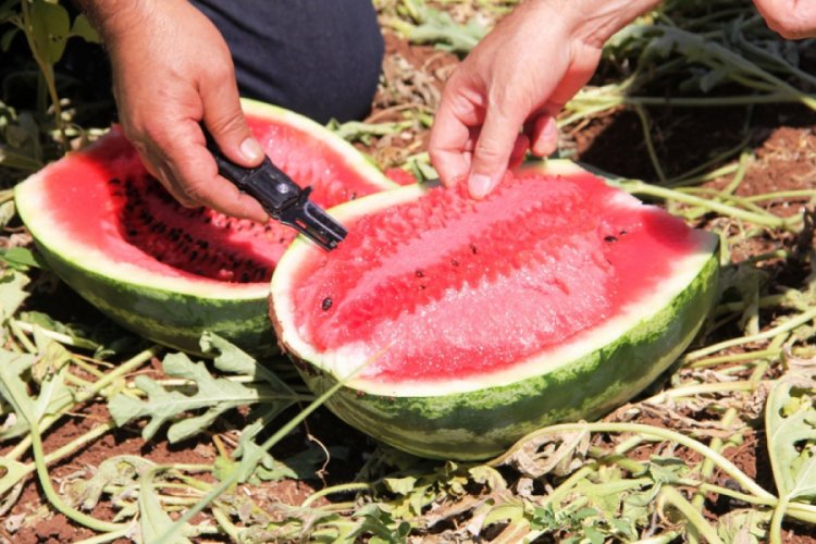 Diyarbakır karpuzunda hasat zamanı