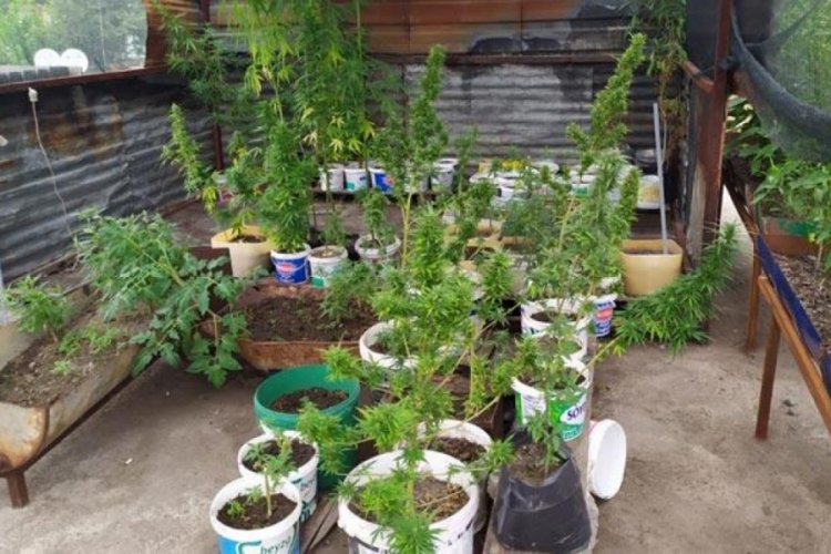 Hatay'da evin damında Hint keneviri ele ge&ccedil;irildi